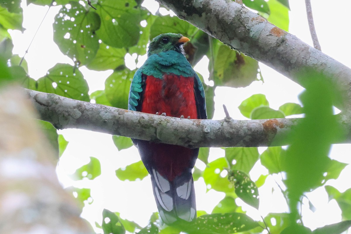 White-tipped Quetzal - ML353708231