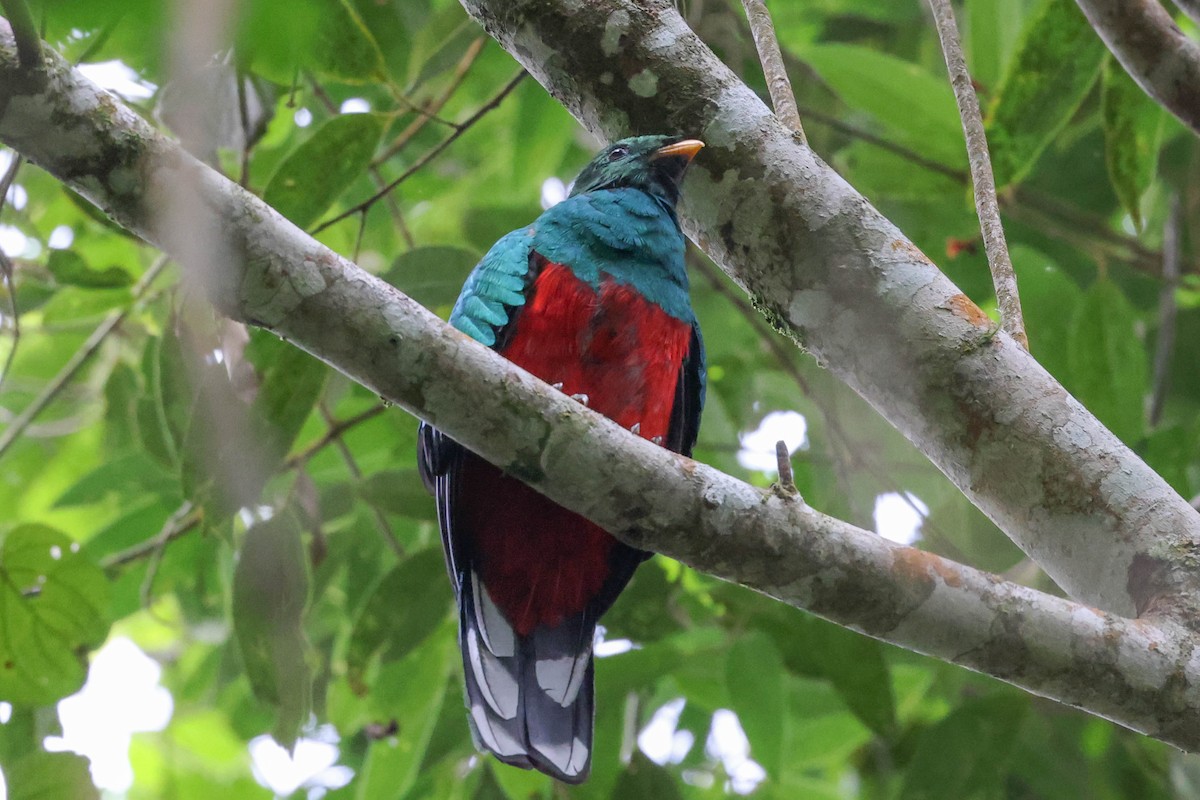 White-tipped Quetzal - ML353708241