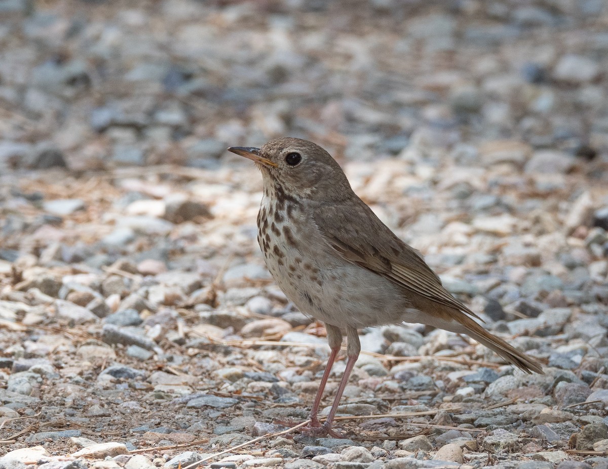 Hermit Thrush - Jan Allen