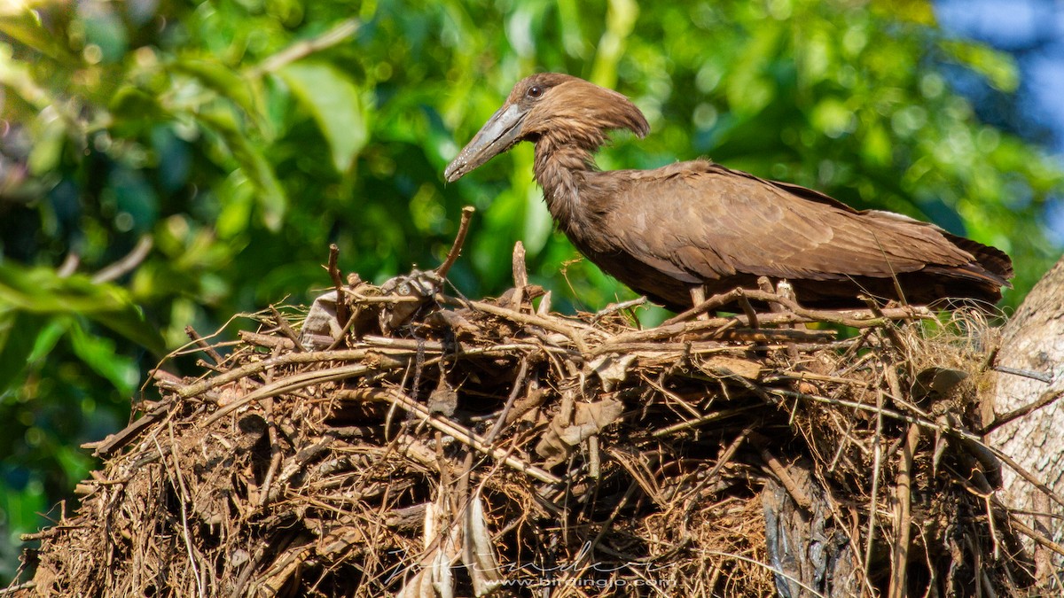 Hamerkop - ML353708771