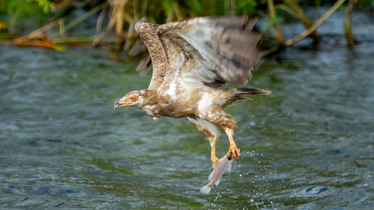 Palm-nut Vulture - ML353709071