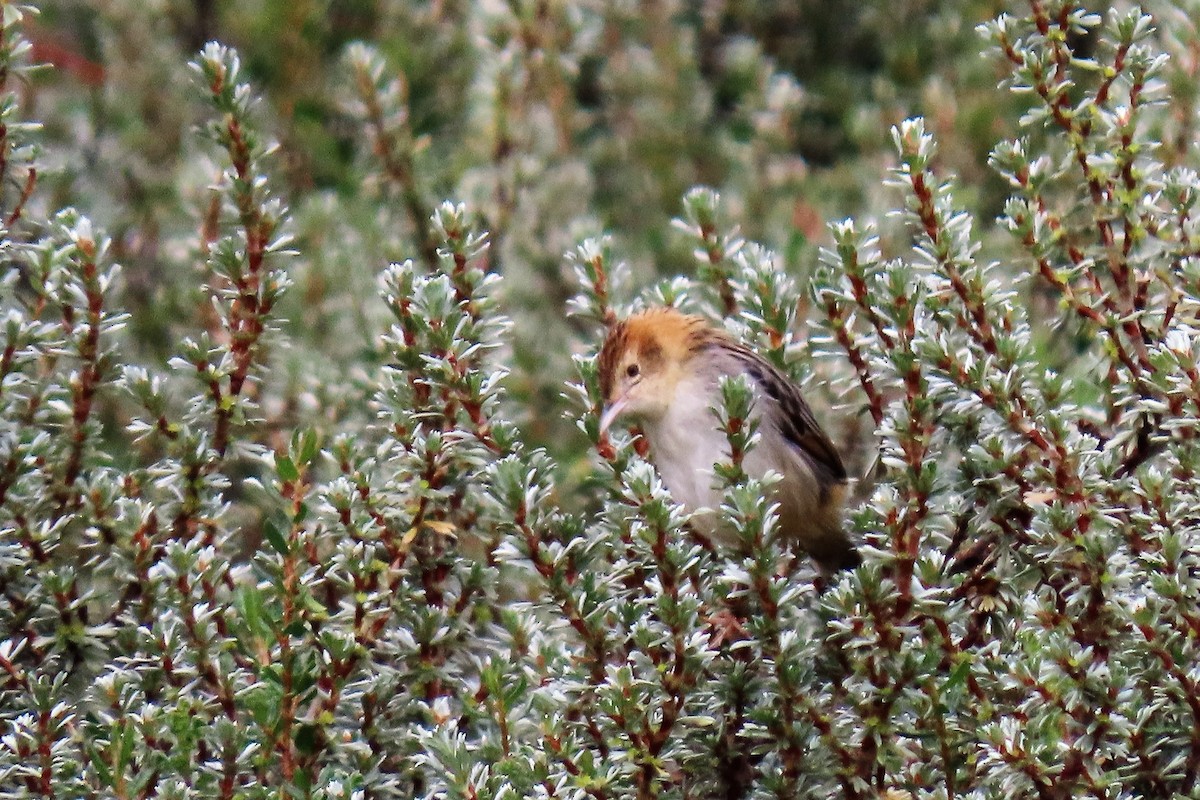 Aberdare Cisticola - ML353709331