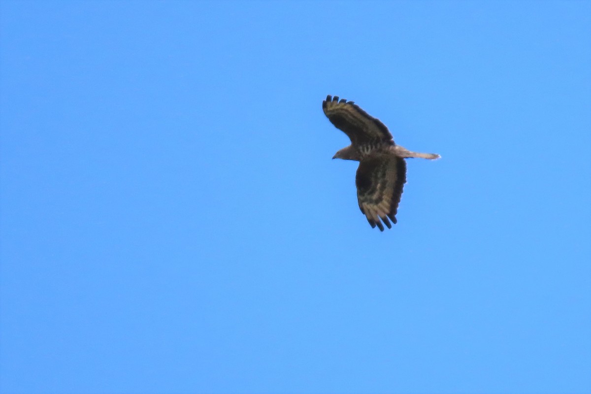 European Honey-buzzard - ML353709531