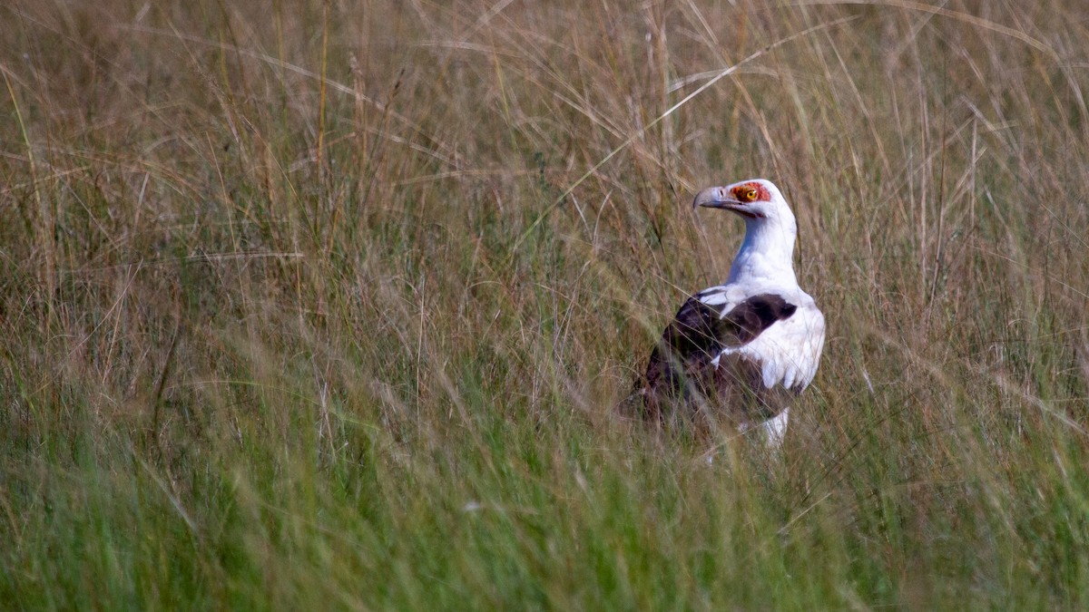 Palm-nut Vulture - ML353709671