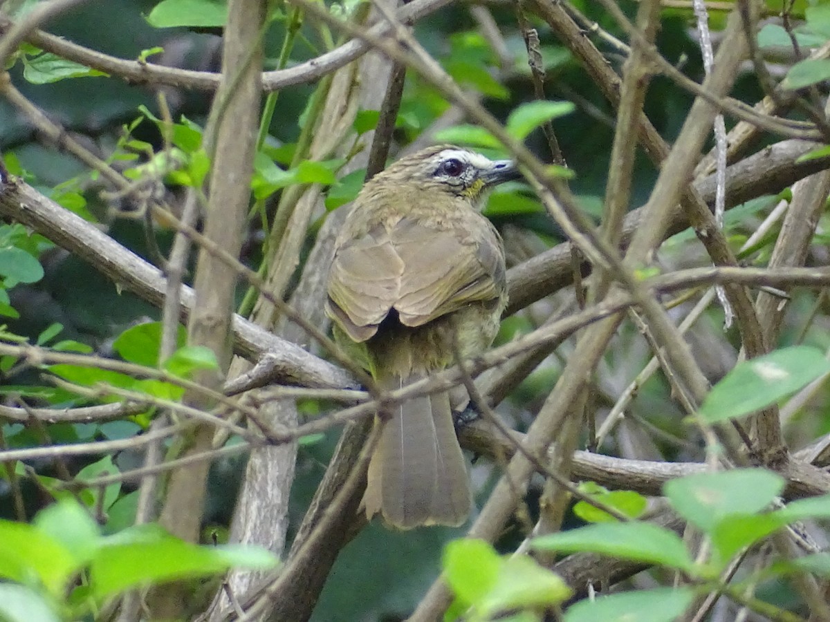 White-browed Bulbul - ML353710561