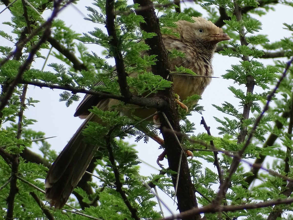 Yellow-billed Babbler - ML353710701