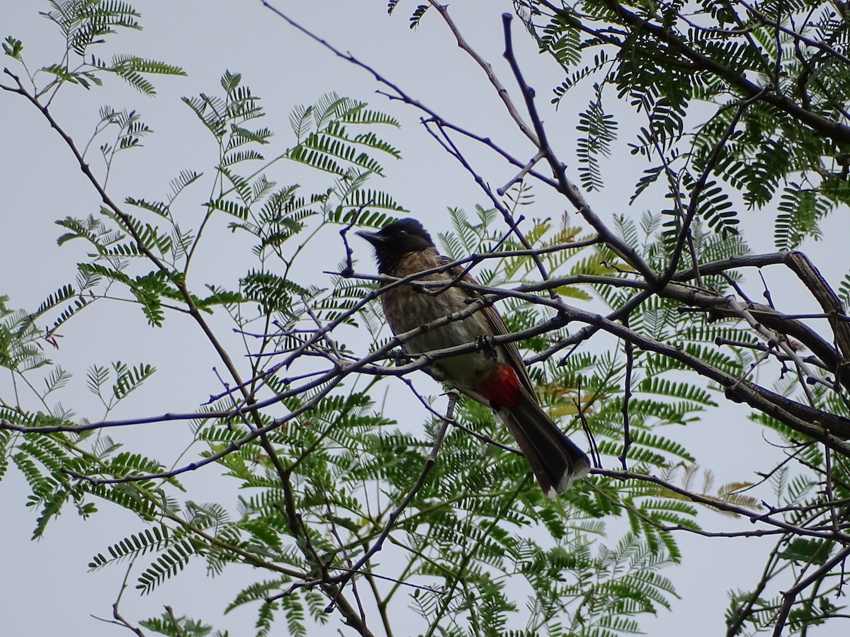bulbul šupinkový - ML353710901