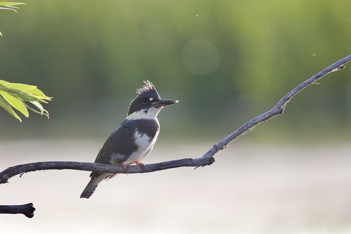Belted Kingfisher - ML353712211