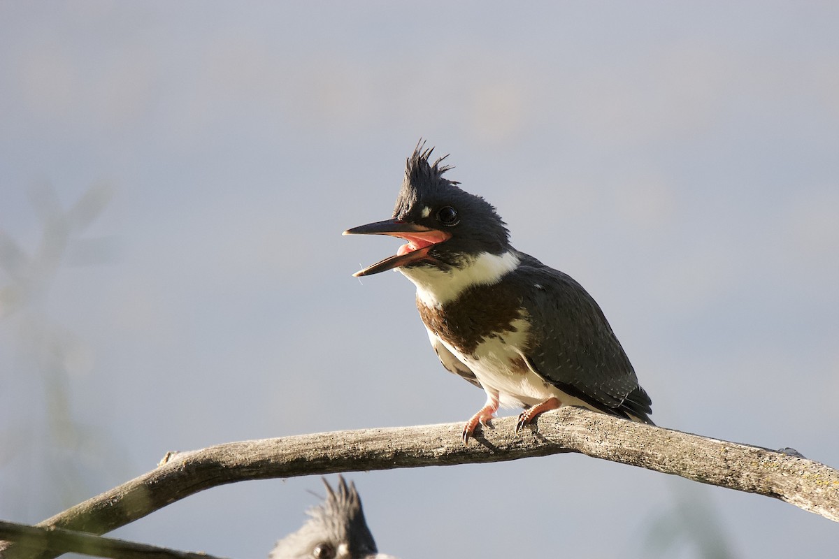 Belted Kingfisher - ML353712221