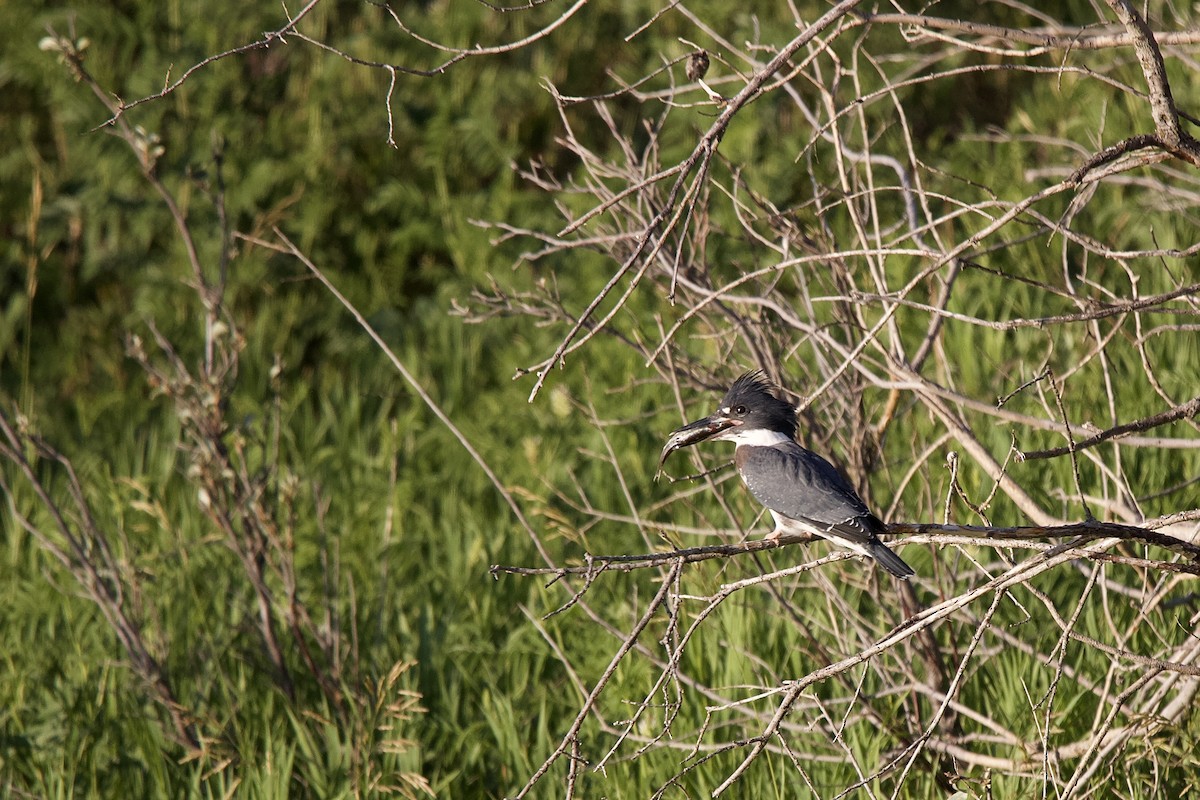 Belted Kingfisher - ML353712231