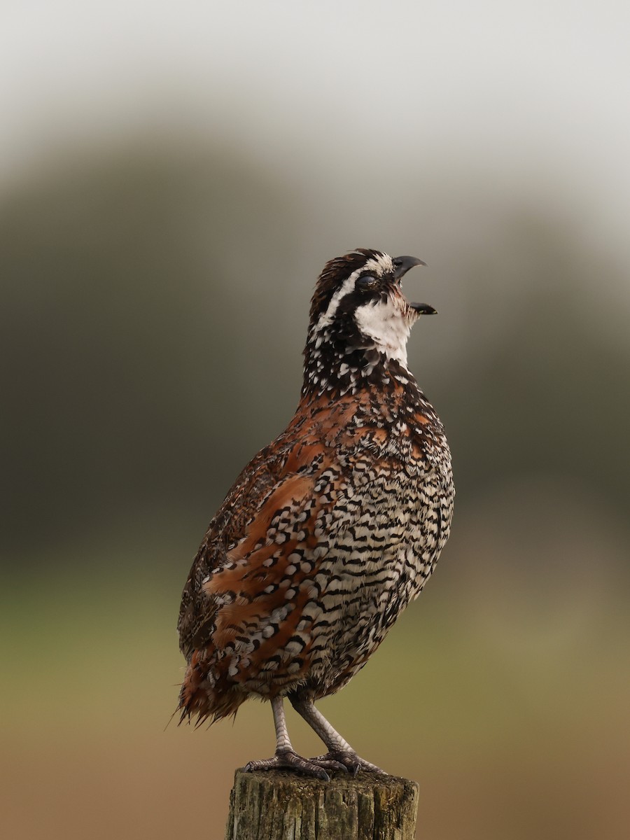 Northern Bobwhite - Lynette Spence