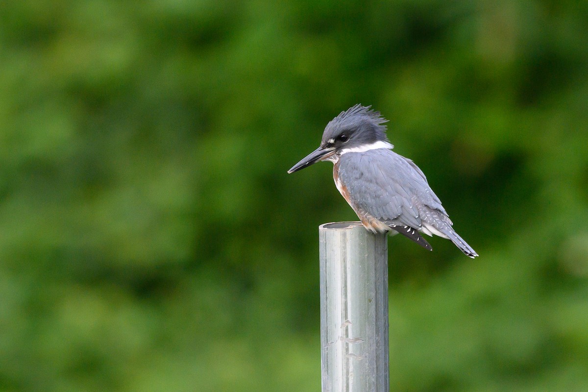 Belted Kingfisher - Stephen Davies