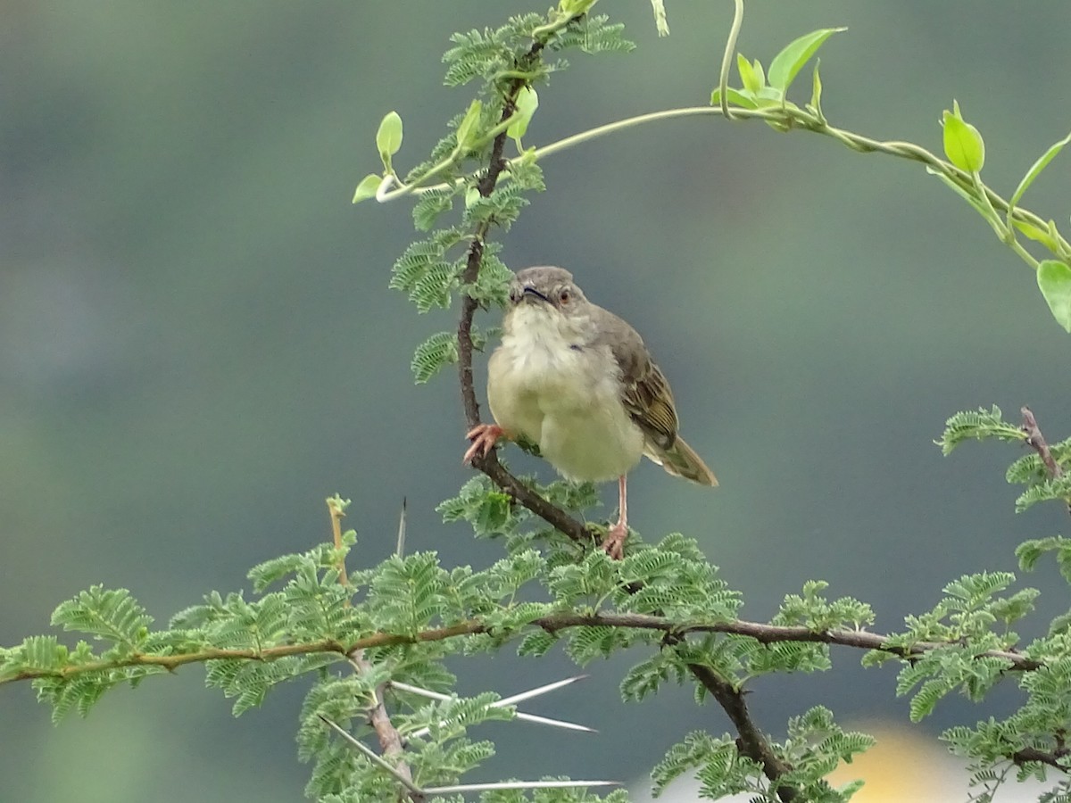 Jungle Prinia - ML353712511