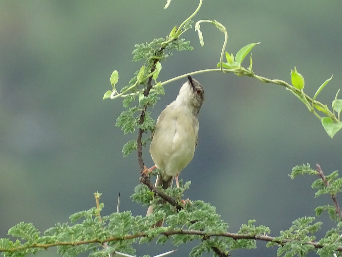 Jungle Prinia - ML353712531