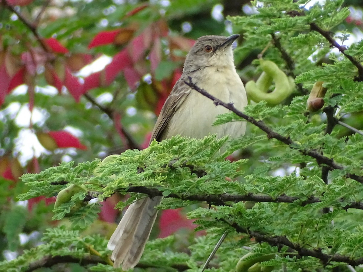 Jungle Prinia - ML353712541