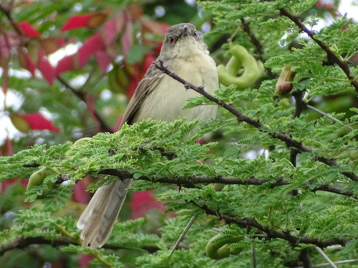 Jungle Prinia - ML353712551