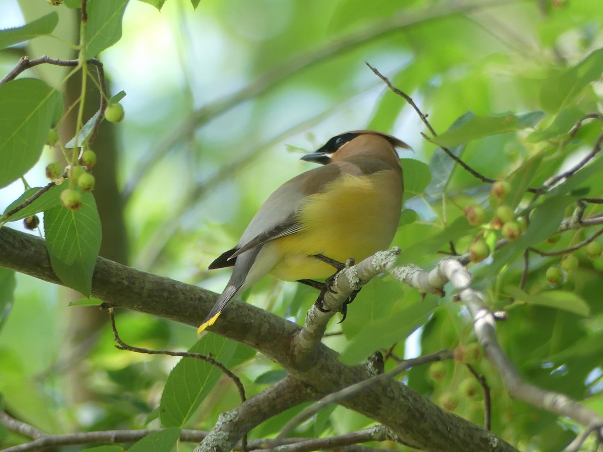 Cedar Waxwing - ML353712651