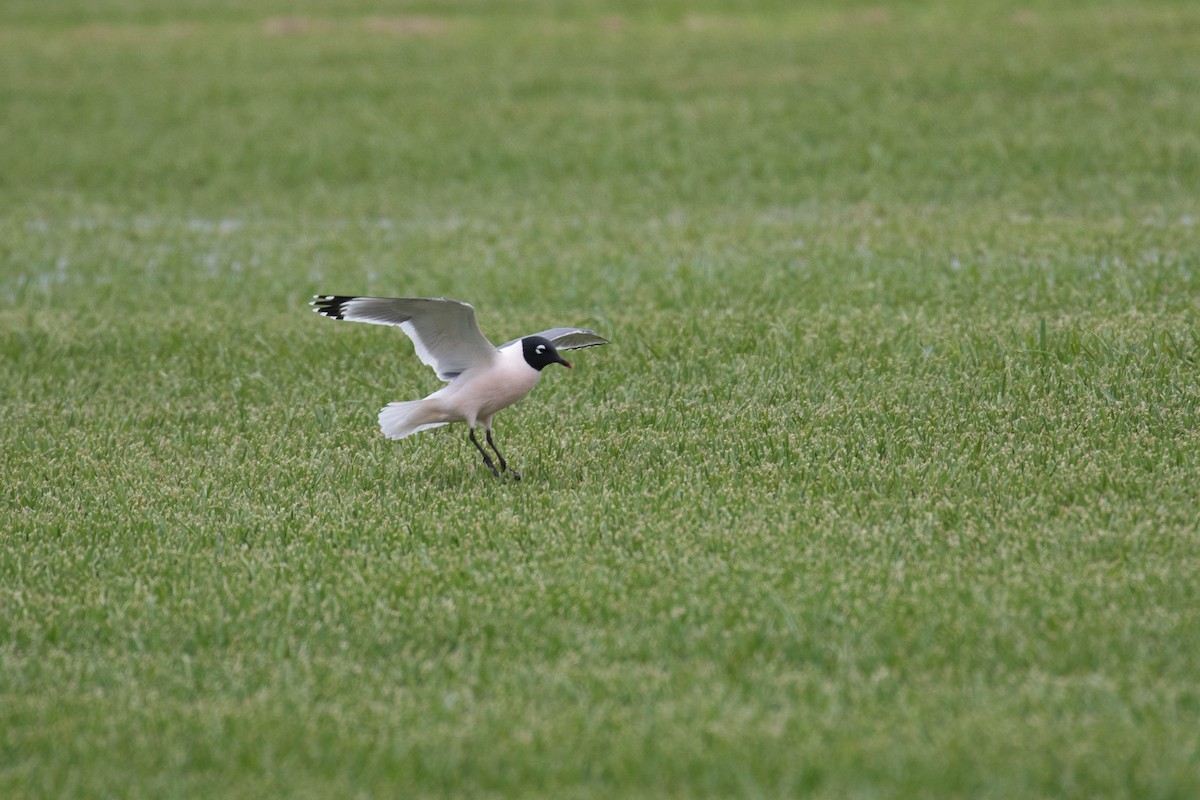 Franklin's Gull - Alex Lamoreaux