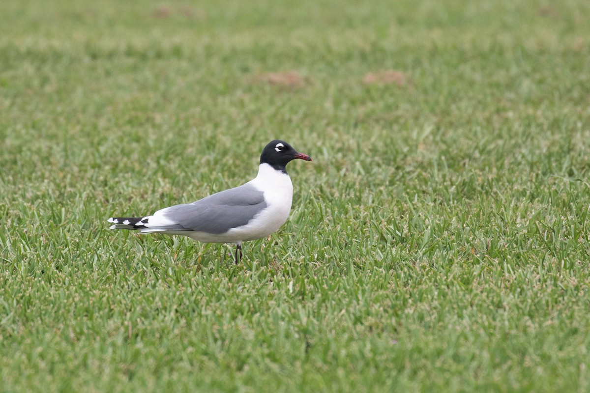 Franklin's Gull - Alex Lamoreaux