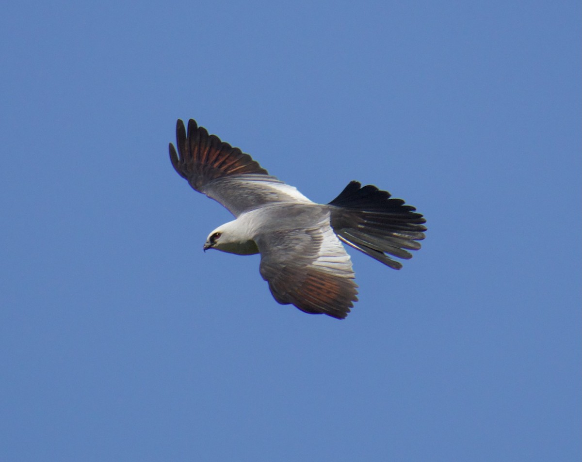 Mississippi Kite - ML353714671