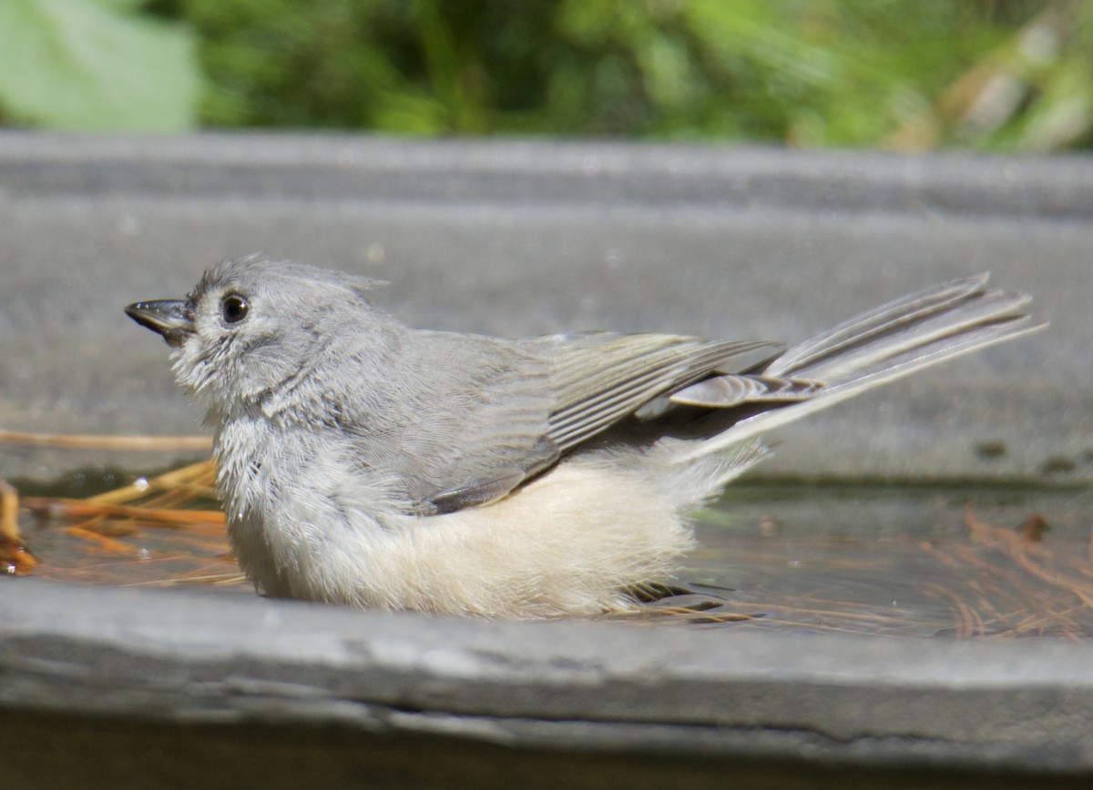 Tufted Titmouse - ML353714811