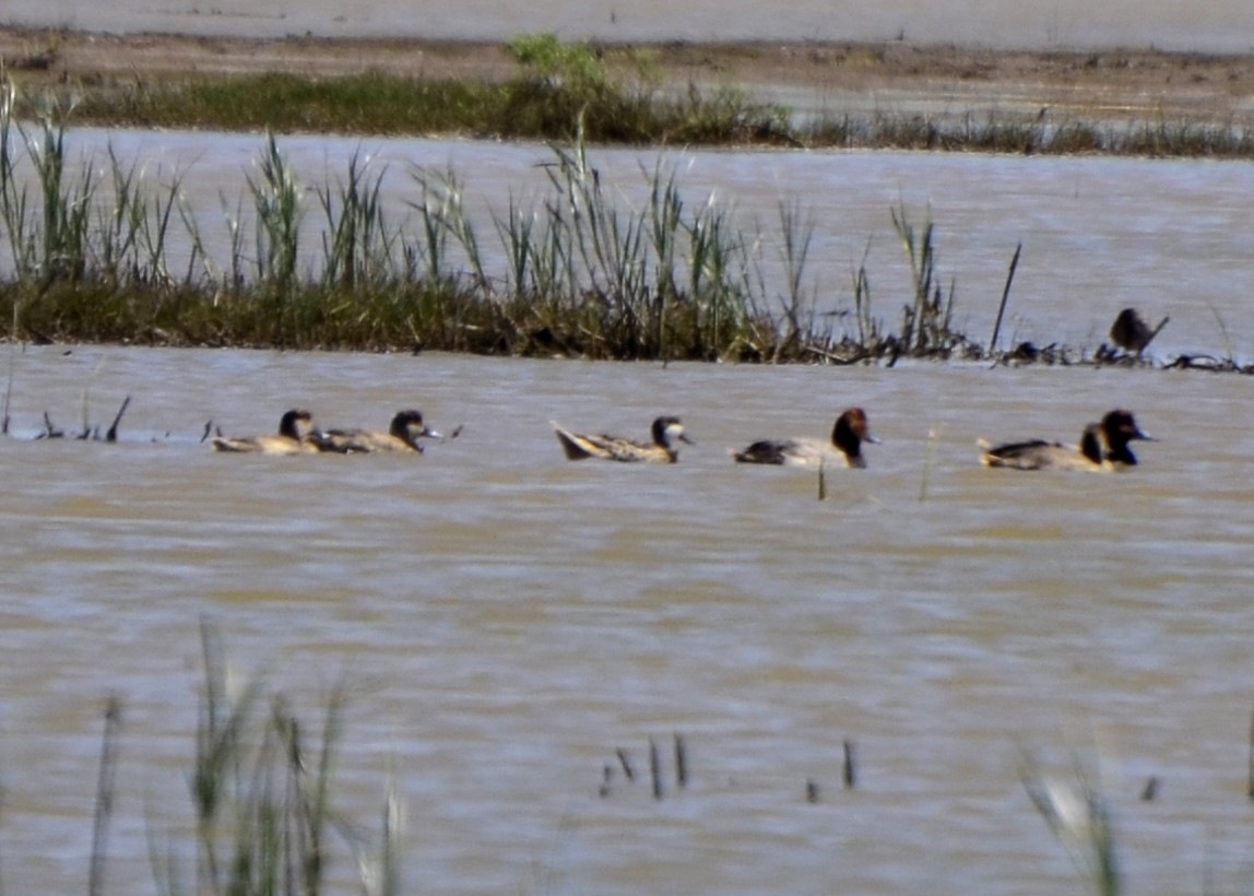 White-cheeked Pintail - ML35371571