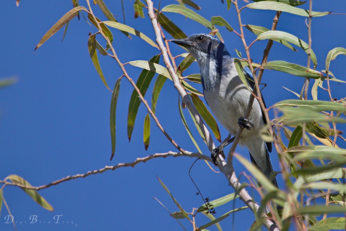 California Scrub-Jay - ML35371651