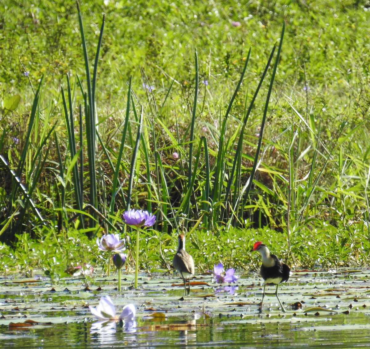 İbikli Jakana - ML35371781