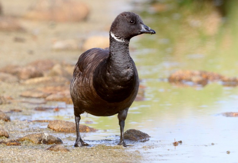 Brant - ML353717831