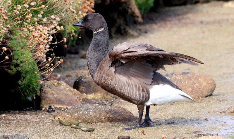 Brant - ML353717861