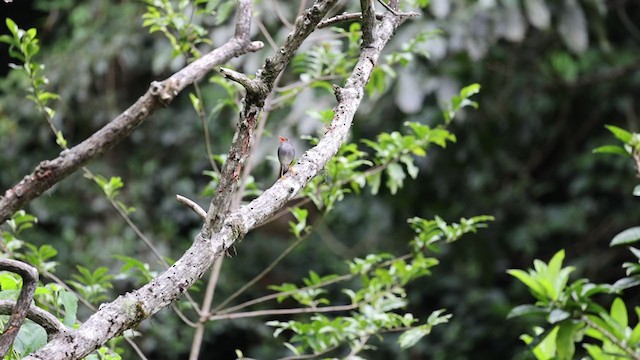 Orange-billed Nightingale-Thrush (Gray-headed) - ML353719491