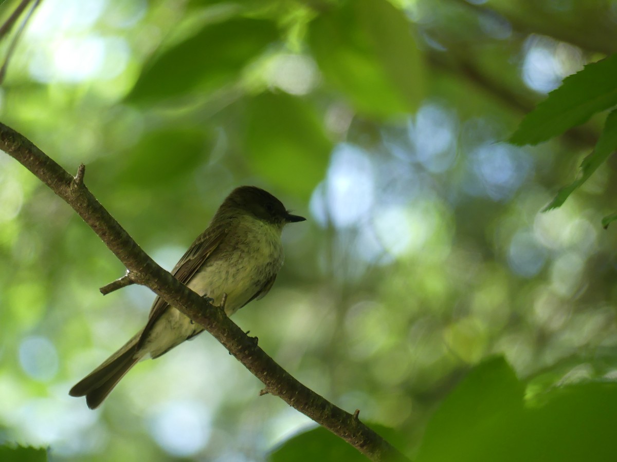 Eastern Phoebe - ML353719931