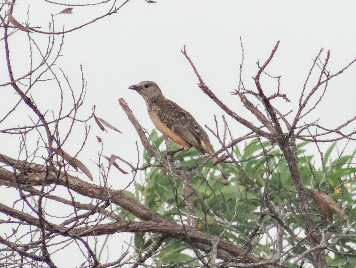 Fawn-breasted Bowerbird - Dan Pendavingh