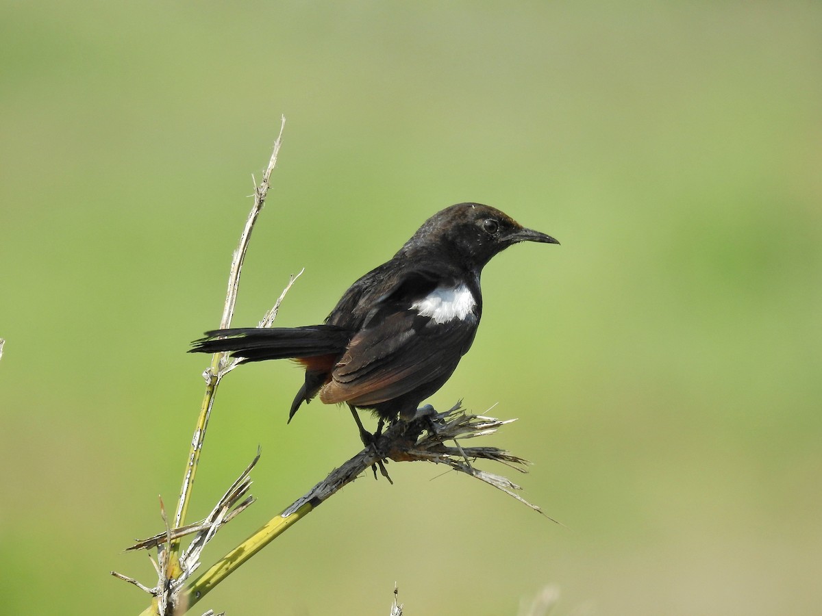 Indian Robin - ML353722271