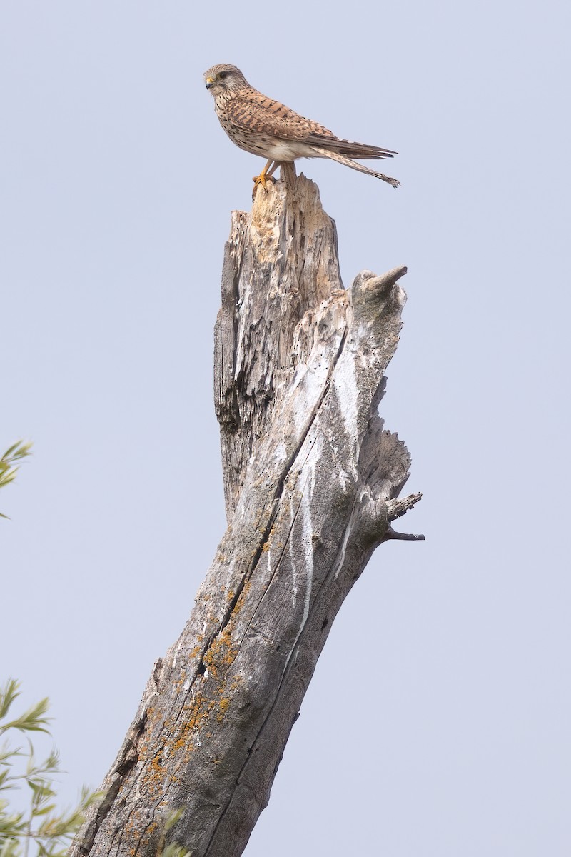 Eurasian Kestrel - Anonymous