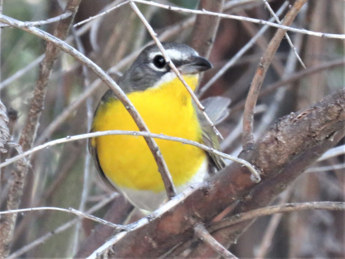 Yellow-breasted Chat - ML353725591