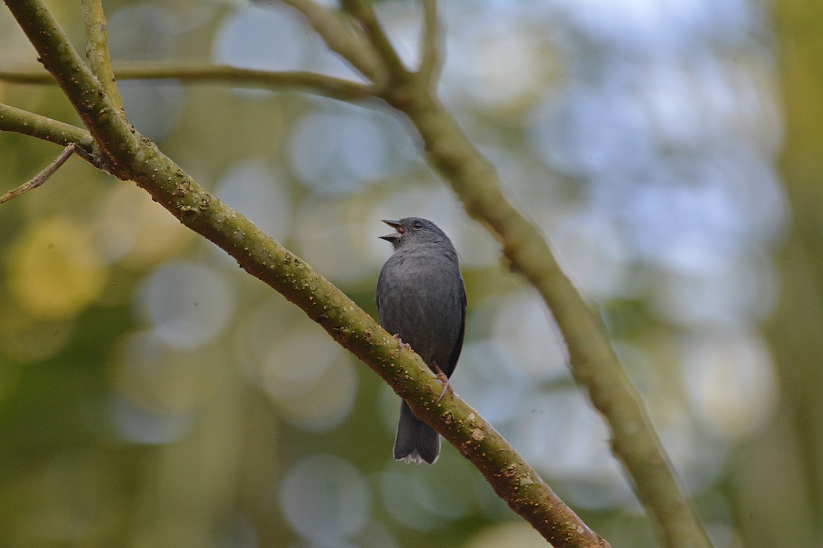 Uniform Finch - ML353726201