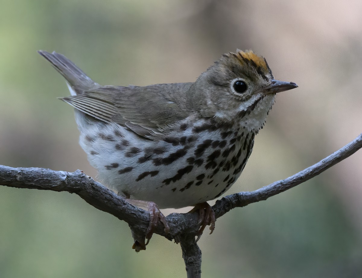 Ovenbird - ML353726211