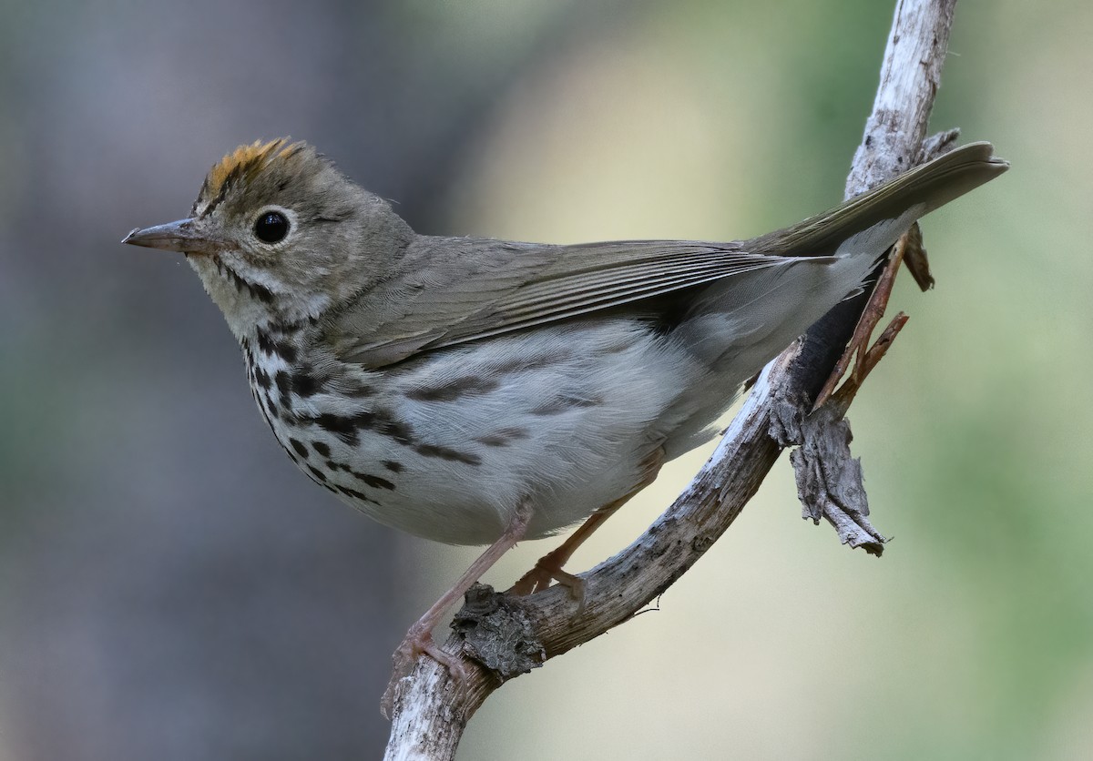 Ovenbird - ML353726221
