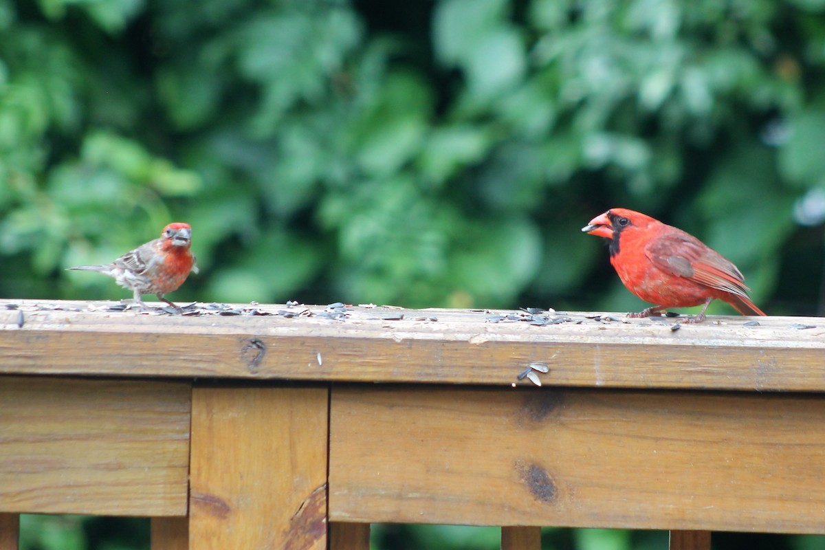 House Finch - ML353727051