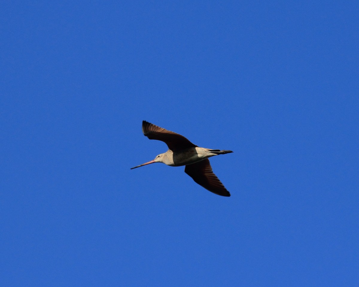 Marbled Godwit - Mike V.A. Burrell