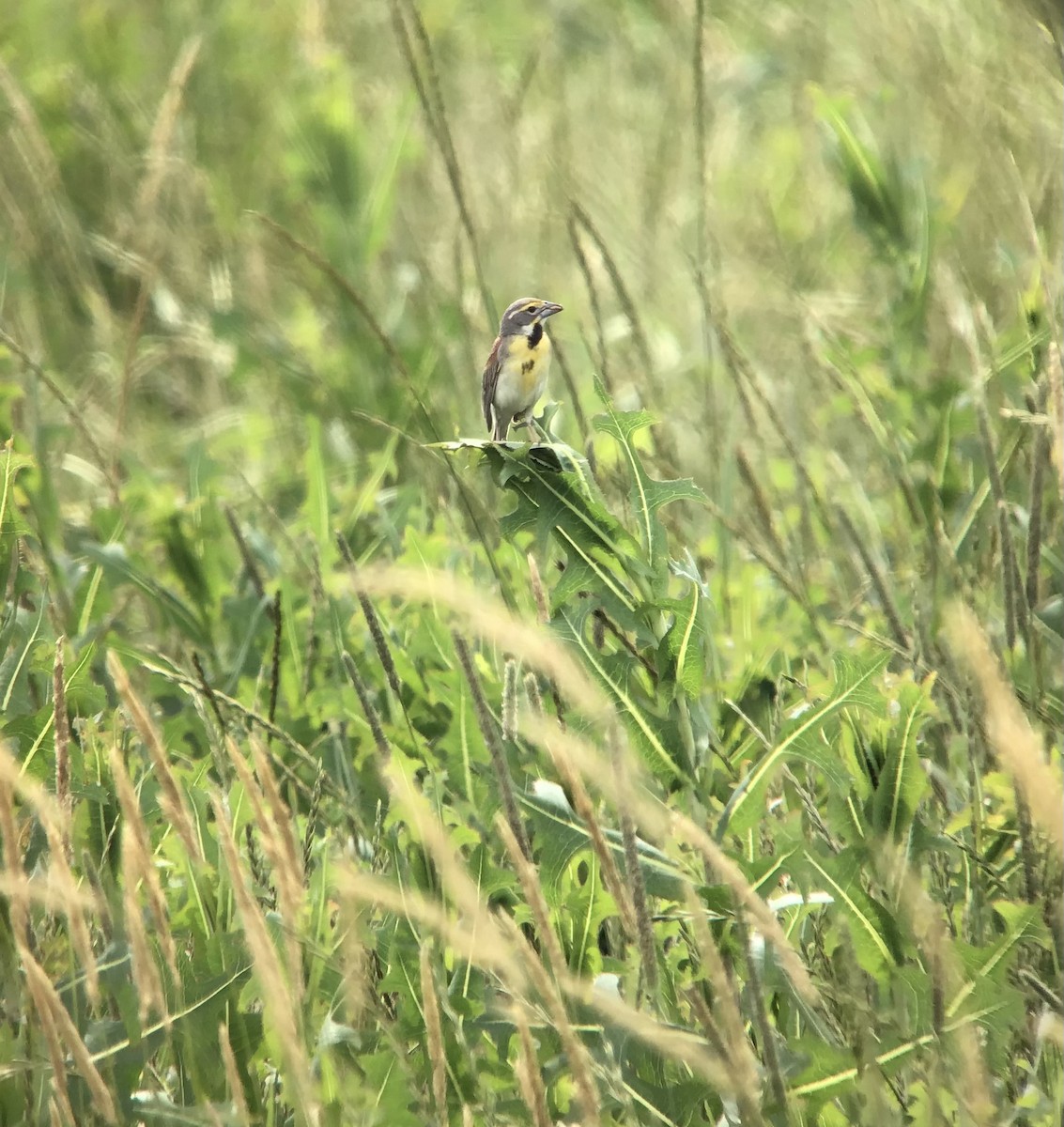 Dickcissel d'Amérique - ML353731111