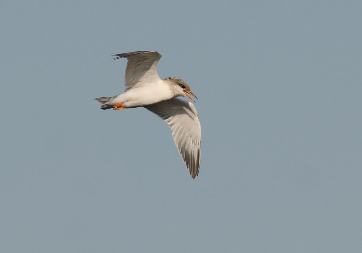 Common Tern - ML353731141