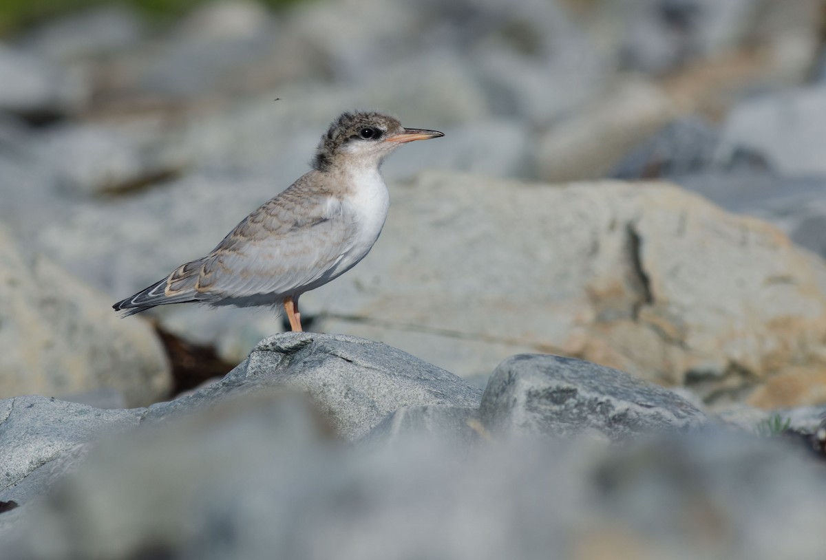 Common Tern - ML353731161