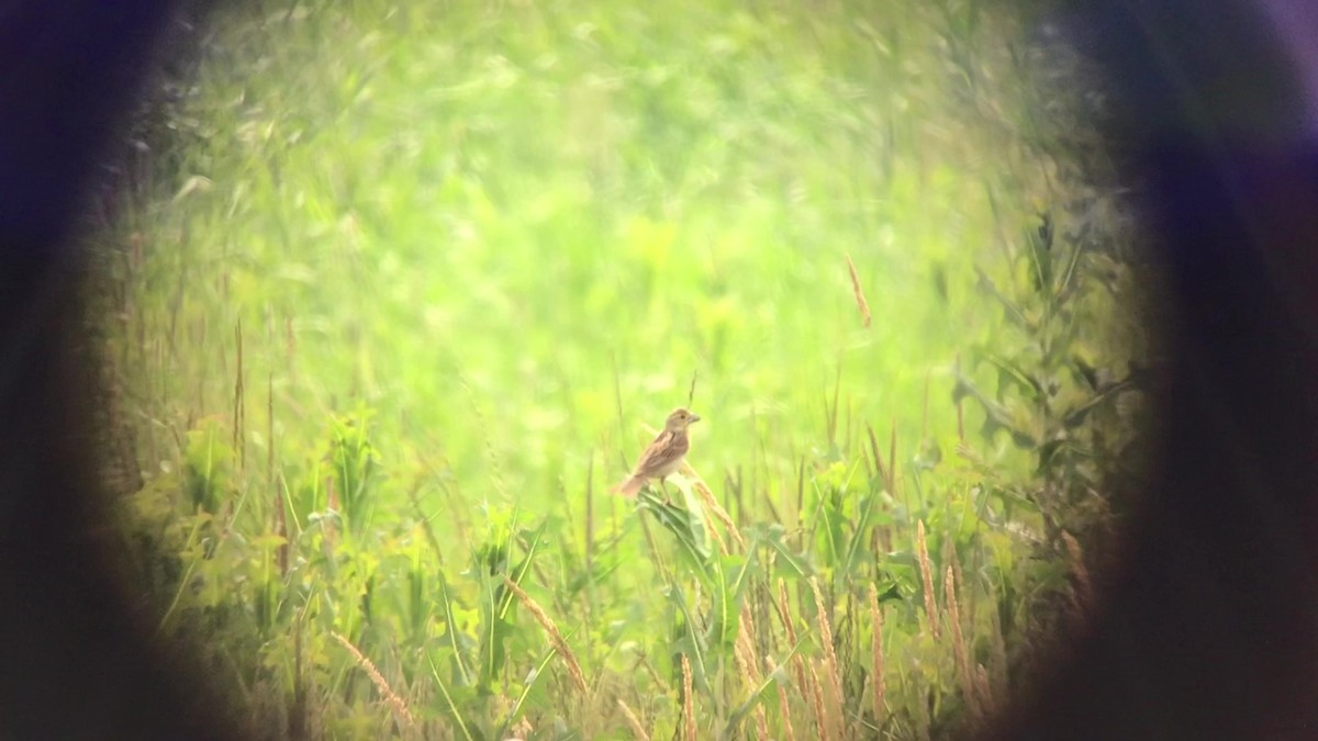 Dickcissel d'Amérique - ML353731321