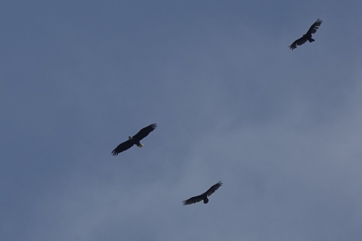 Bald Eagle - ML353731571