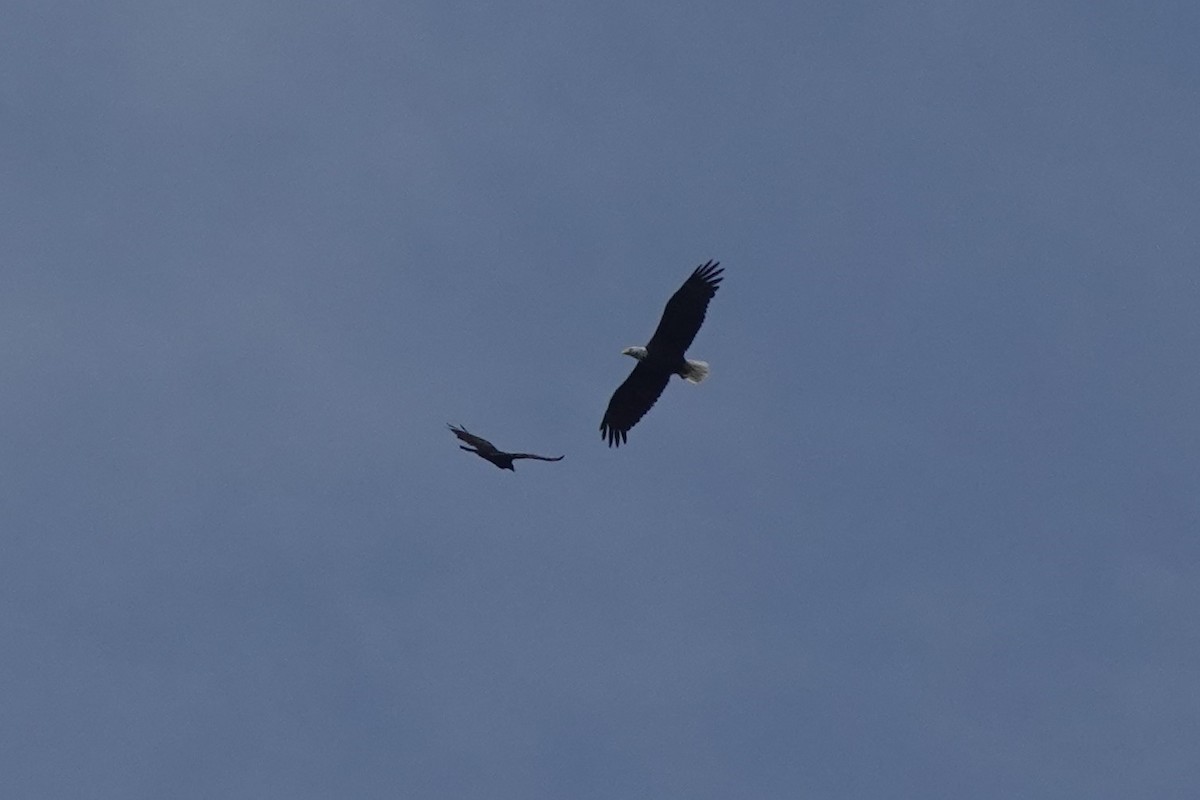 Bald Eagle - ML353731581