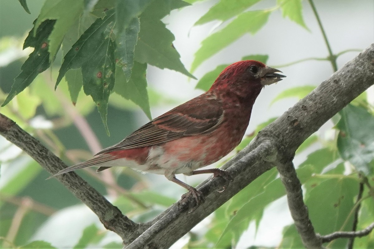 Purple Finch (Eastern) - ML353732781