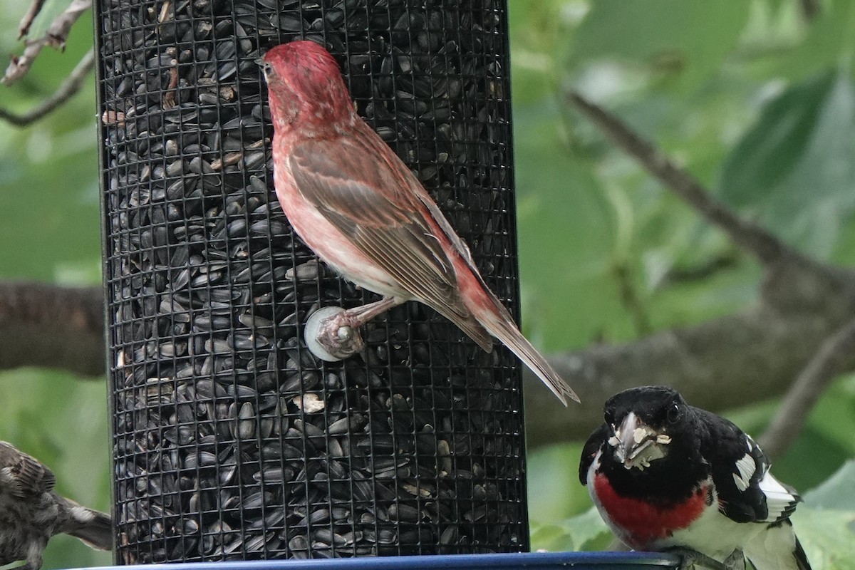 Purple Finch (Eastern) - ML353732801