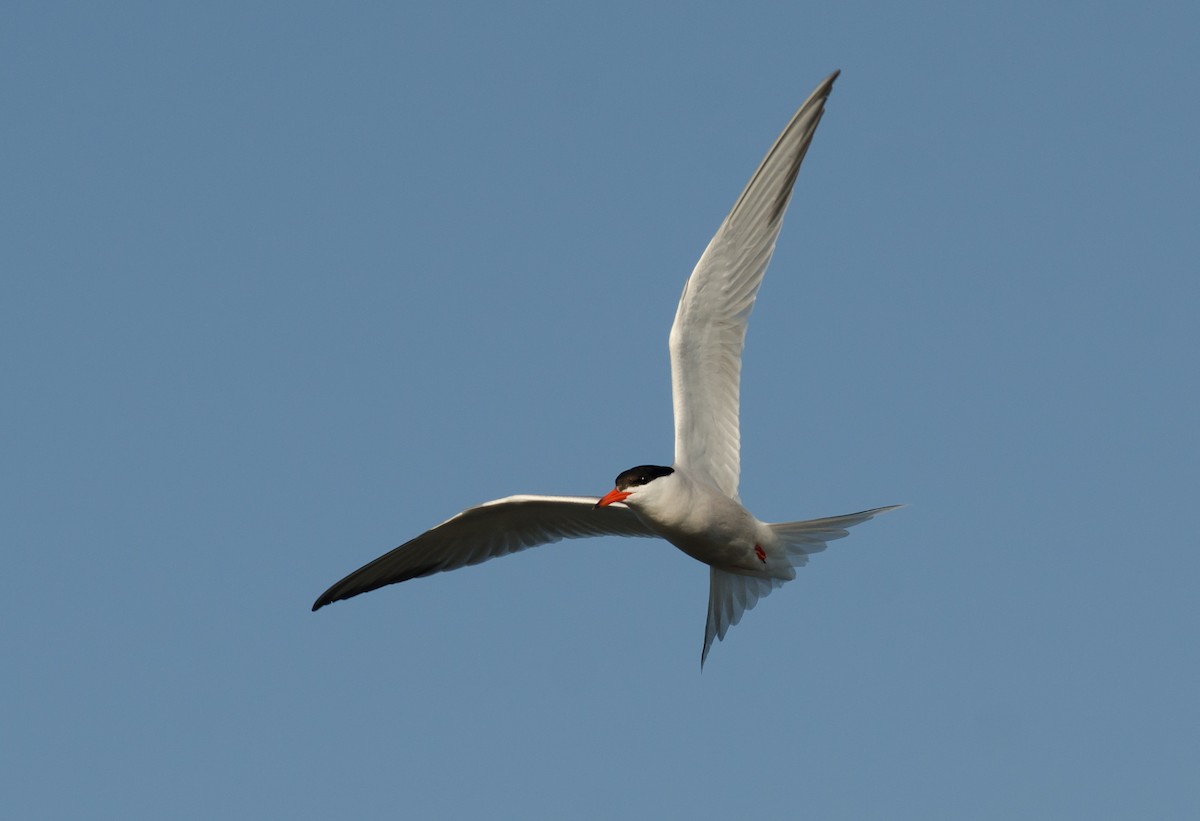 Common Tern - ML353732861